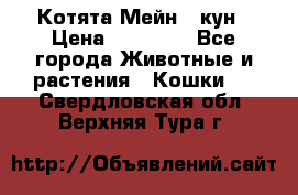 Котята Мейн - кун › Цена ­ 19 000 - Все города Животные и растения » Кошки   . Свердловская обл.,Верхняя Тура г.